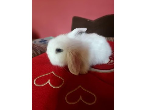 Evcil lop tavşanı