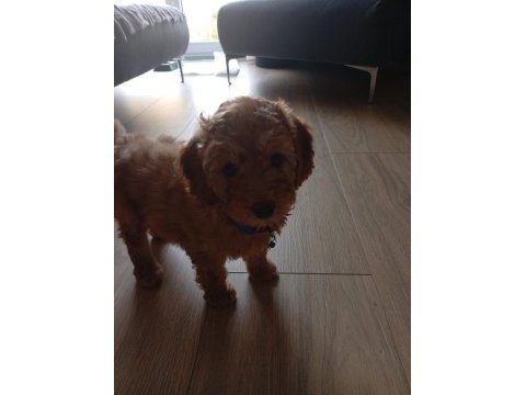 Yavru erkek toy poodle