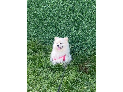 8 aylık pomeranian ayı yavrusu