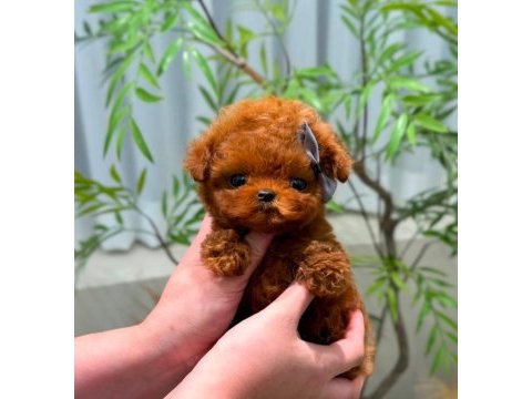 Safkan toy poodle yavrularımız