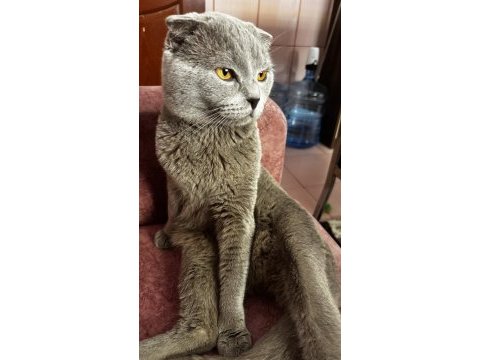 Erkek scottish fold kedimi sahiplendireceğim