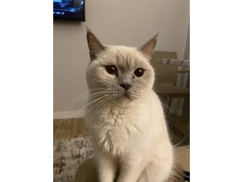 1 yaşında british shorthair