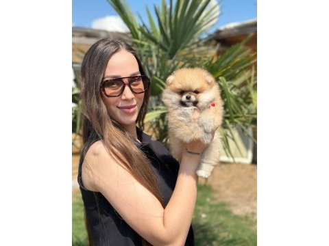 Mini ayıcık surat pomeranian özel üretim