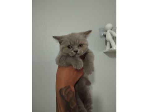 2 aylık british shorthair dişi