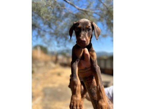 Safkan doberman yavruları