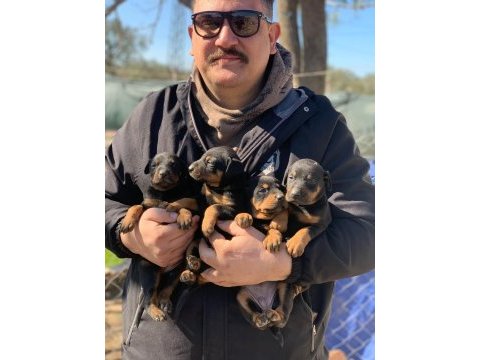 A kalite safkan doberman yavruları