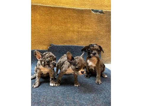 French bulldog yavrularımız ırk garantilidir
