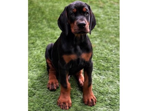 Dişi erkek doberman kapıda ödemeli güvenli sistem