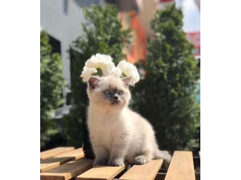 British shorthair blue point yavrularım 