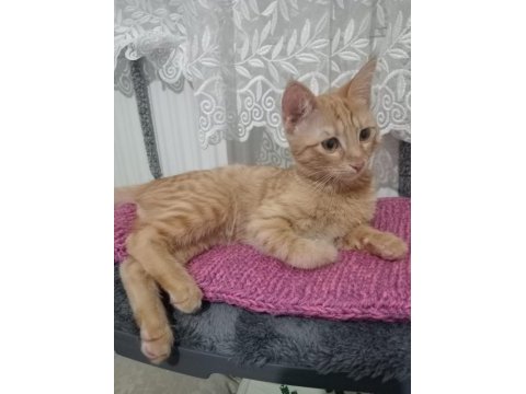Sarman kedimizin yavrusu