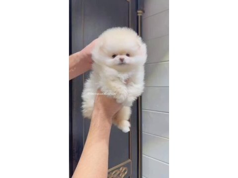 Pomeranian bebek köpeklerimiz
