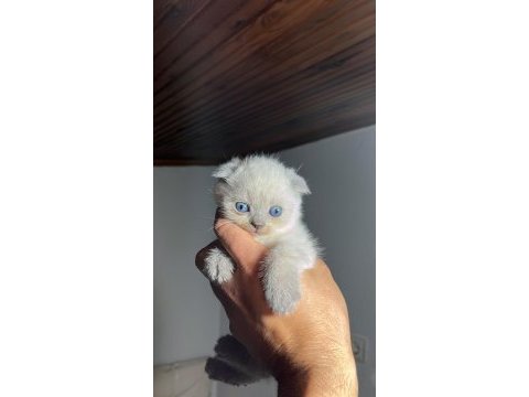 Kaçmaz scottish fold güzellikler