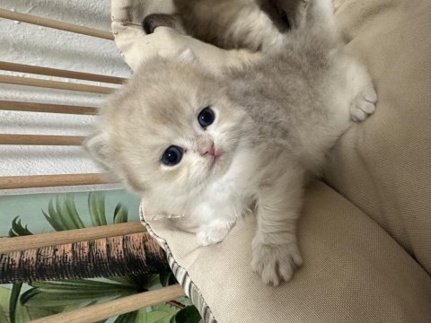 Safkan british longhair değerinde verilir