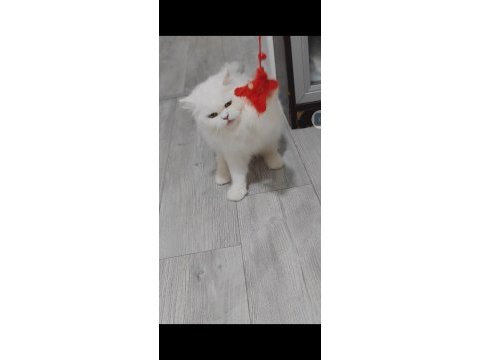 British longhair yetişkin dişi