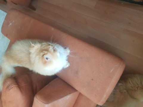 British longhair kedimiz