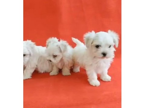 Terrier maltese yavrular