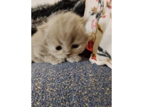Yavru british shorthair