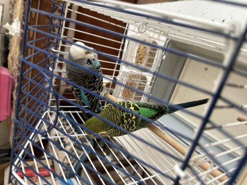 Elimde yavrulu yumurtalı muhabbet kuşu tanımları mevcuttur
