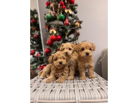 Maltipoo tüy dökmez ve büyümez