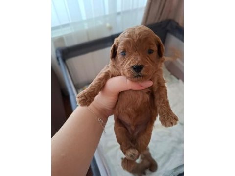 Evde büyüyen poodle kalitesinde maltipoo bebekler