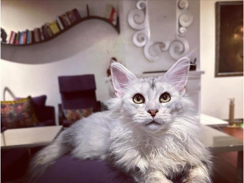 Safkan maine coon - tecrübeli ömürlük aileler aranıyor