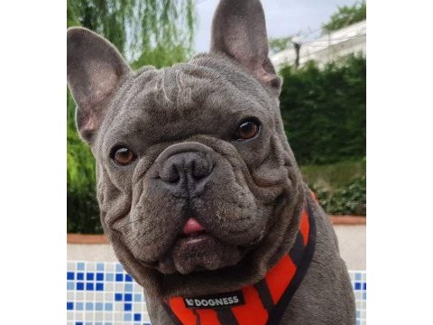 Top kalite blue french bulldog yavrular