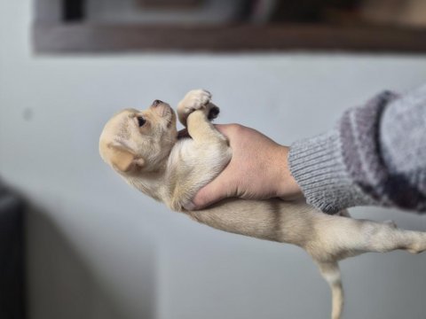 Şivava diğer adıyla (chihuahua)