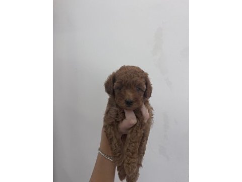 2 erkek bir dışı safkan poodle yavrularımız 45 gunluk