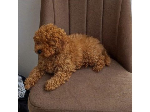Safkan şecereli toy poodle