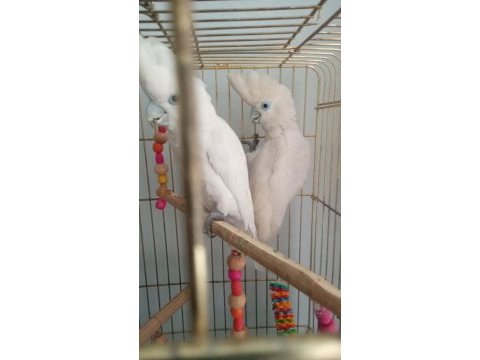 Gerçek yavru kakadu yavruları