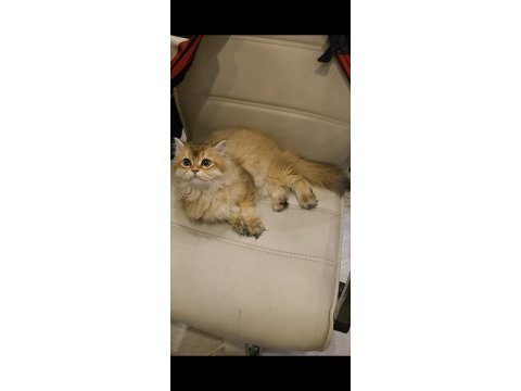 British longhair prens yeni yuvasını bekliyor