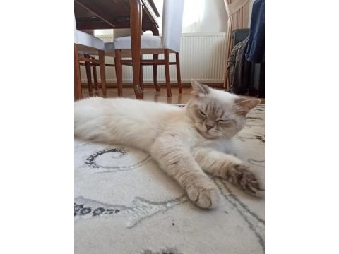 British shorthair dişi
