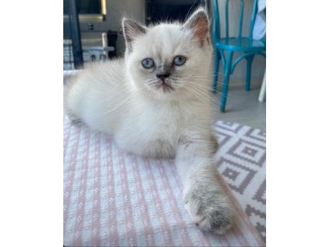Sahiplendirme british longhair
