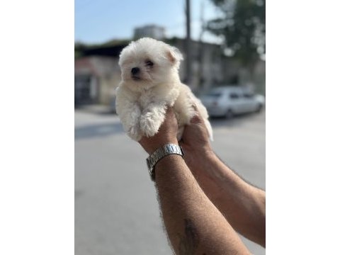 A kalite teacup 2.5 kg garantili erkek maltese yavrumuz