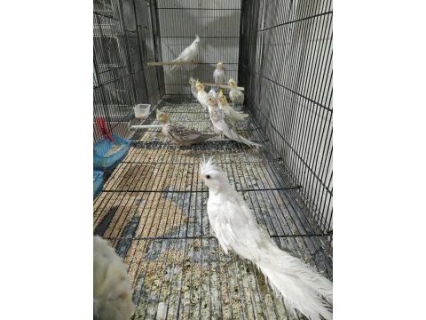 Yeni yeme düşmüş yavru sultan papağanı