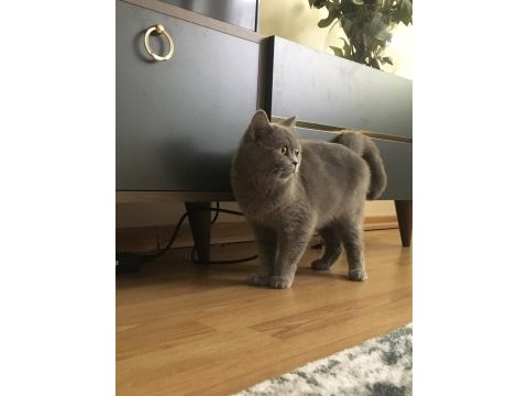 Kızımın yavruları oldu british shorthair