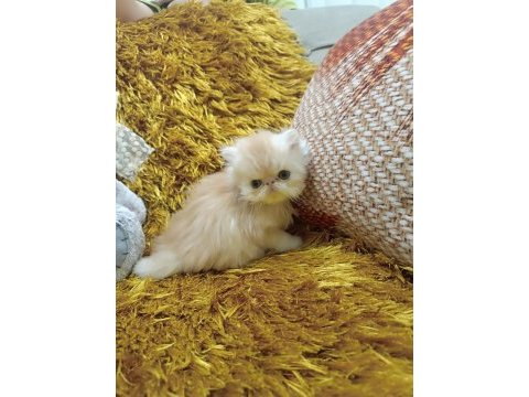 Efsane iran persian orijinal