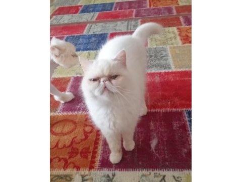 Exotic shorthair beyaz dişi