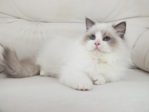 Full şecereli ragdoll yavruları