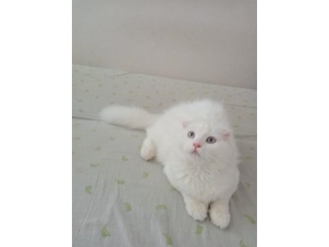 Uyguna brittish longhair acil 6 aylık erkek