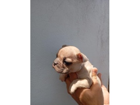 Lilac fawn french bulldog yavrularımız