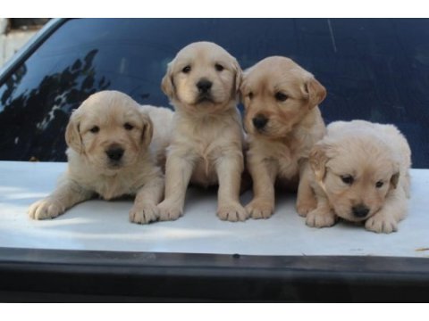 Bebek suratlı golden retriever yavrularım