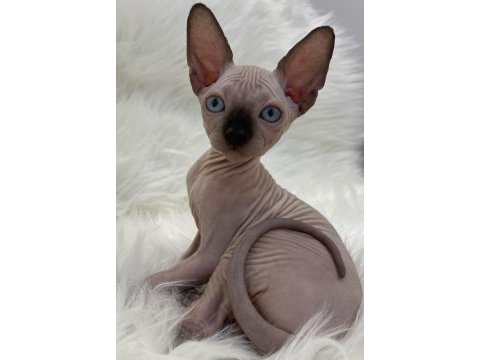 Sphynx sfenks dişi erkek