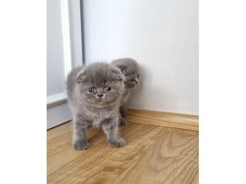 Scottish fold