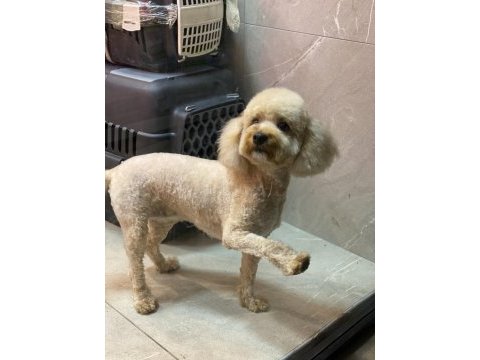 2 kardeş poodle sahiplendirme