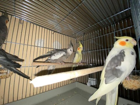 Garanti takım ekmek yedirir 5 takım sultan papağanı