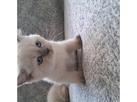 2 aylık erkek british shorthair