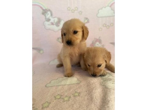 Türünün tek örneği baby golden retriever orjinal