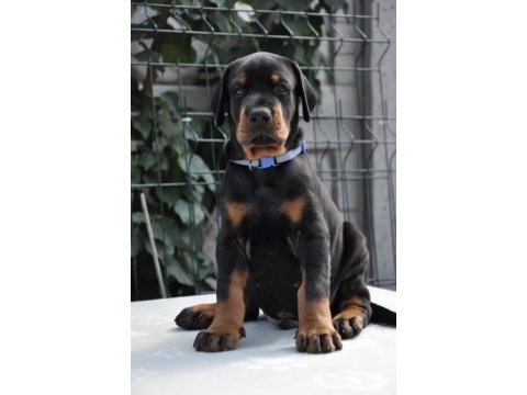 A şecereli doberman yavrular