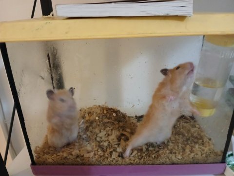 Hamster ankara